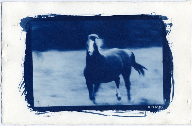 cheval bleu 100dpi.jpg - Cyanotype